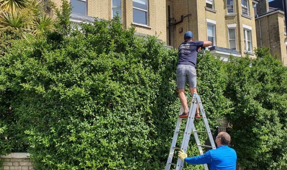 Hedge Trimming London