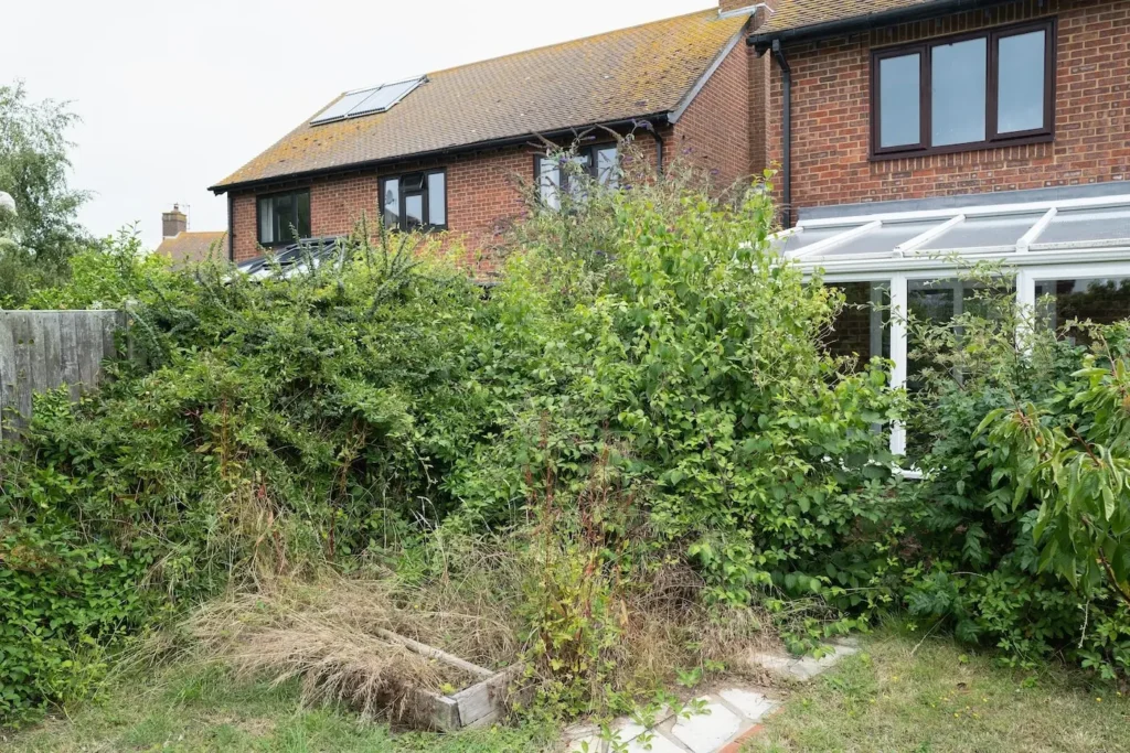 Image showing an overgrown garden that needs to be cleared.